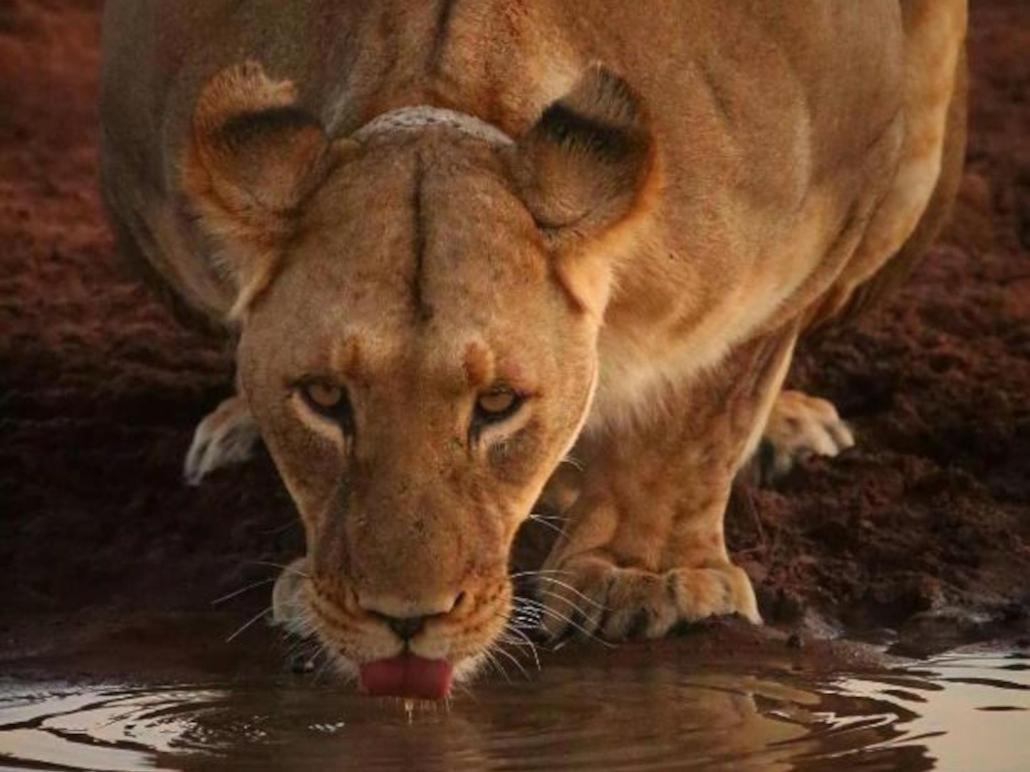 Honeyguide Tented Safari Camps - Mantobeni заповідник Маньєлеті Екстер'єр фото