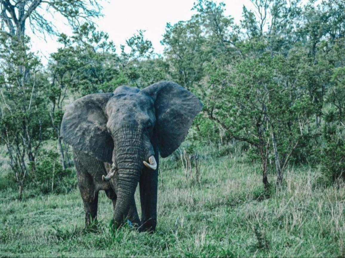 Honeyguide Tented Safari Camps - Mantobeni заповідник Маньєлеті Екстер'єр фото